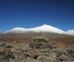 Potencian la conservación del matorral de la cumbre en el Teide